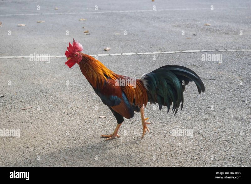 Jocul Chick'n Road: Ce poți câștiga prin acest slot în România - prezentare generală